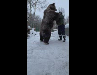 Guy helps bear stand up and holds bear up 
