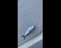 Dolphin takes fish thrown into water and swims away 