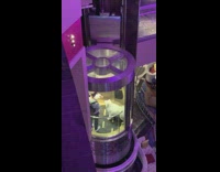 Couple film large white dog in elevator