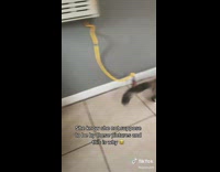 Cat scared jumps back and knocks over photo
