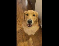 Compilation golden retriever dog and girl bond