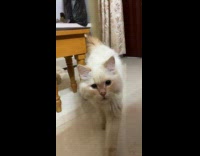 Fluffy cat walk towards the camera slow motion