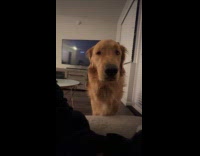 Collab Clips MPUGC - Dog staring at hooman 