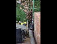 Collab Kale Salad IG - Guys get snake out of gutter with hose