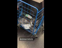 Turtle in Blue Pull Cart Falls on Base
