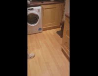 Brown dog do tricks stand spin around