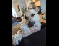 Sleepy dog on sofa nibbles stuffed toy