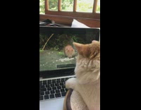 (3RD PARTY CONTENT) Brown cat watches video laptop hamster bird 