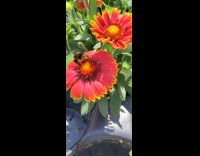 Bumblebee covered in pollen over blanket flower