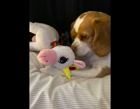 Brown white dog bite unicorn stuff toy