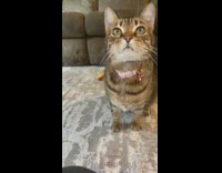 Cat lying down gets startled by music from cellphone