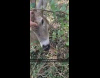 Guy pets deer with antlers stuck in tree branch, then gets attacked
