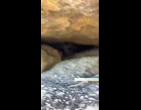 Collab BitchMP - Guy looks inside of stacked rocks and bird runs out at him 