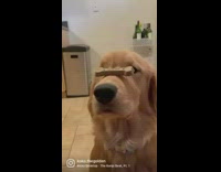 Golden retriever dog balances treat on nose 
