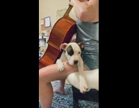 Girl plays cello puppy dog on lap 
