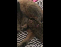 Cat bites licks foot german shepherd dog 