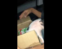 Man screams as piglet crawls out from box 