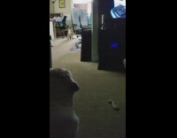 Brown dog comes hear DDOI voice tv