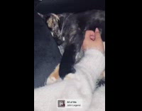 White sweater girl pets cat kneads arm 
