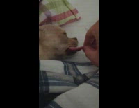 Woman pull tongue brown chihuahua dog sleep part 1