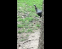 Guy gets chased by black turkey pt. 2 