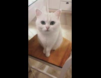 White cat sits wood chair large pupils 