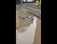 Pigeon takes a bath at street puddle