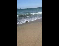 Duck family hit by a wave beach