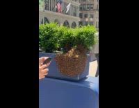 People captures bee swarm on the street