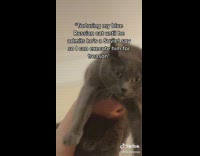 Guy grey shirt holding black cat up in the air with one arm