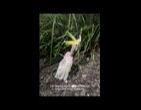 Collab Clips MPUGC - Woman rescues featherless cockatoo 
