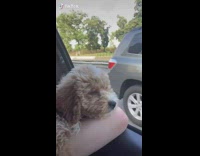 Compilation brown puppy car ride cupcake treat 