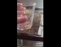 TikTok lucky fish gets eaten