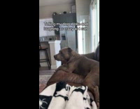 Woman tells dog chilly dog joke