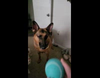 Dog fails to catch ball slow motion