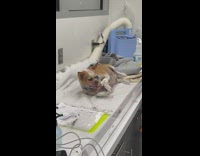 Round dog roll on side surgery table