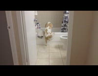 white brown hound dog in bath tub