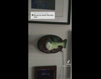 Collab BitchIG2 - Guy asks Alexa fish on wall to play bass head and it starts to dance