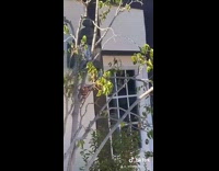 Wild parakeet climbs onto guys finger