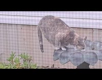 Cat climbs and drinks from a bird fountain 