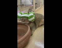 Cat wears hat made out of towel 