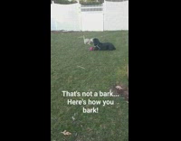 Collab BitchMP - Small dog barks at big black dog scared