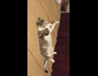 a cat laying on back meowing 