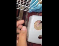 Person touch guinea pig through hole of container