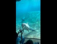 Dolphin Watches Kid Play with Cloth and Toy