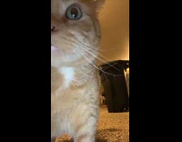 Orange cat moves camera away from woman