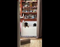 Three dogs in pen look over wall at owner whistle 