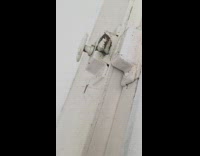 Daddy long legs bounce on white door