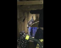woman takes out possum from a garage