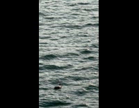 Seagull resting on floating log at beach